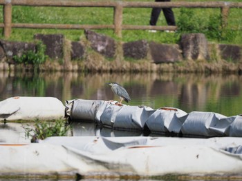 ササゴイ 都立浮間公園 2021年5月4日(火)