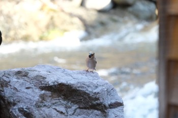 Hawfinch 養老牛温泉(湯宿だいいち) Thu, 5/5/2022