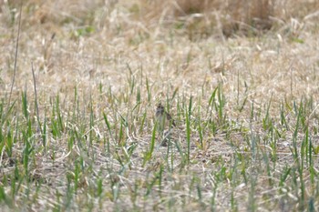 ヒバリ 風蓮湖走古丹 2022年5月5日(木)