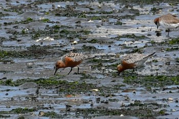 Red Knot 谷津干潟自然観察センター Sat, 4/16/2022