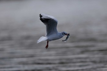 ユリカモメ 平塚市　相模川　 2017年11月19日(日)