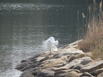 ダイサギ 山口県立きらら浜自然観察公園 2022年4月7日(木)