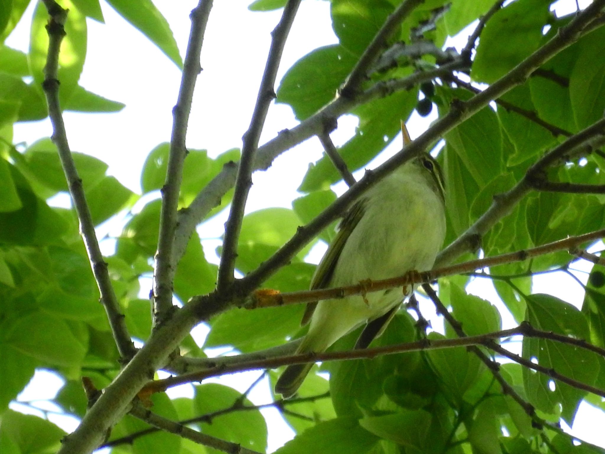 Eastern Crowned Warbler