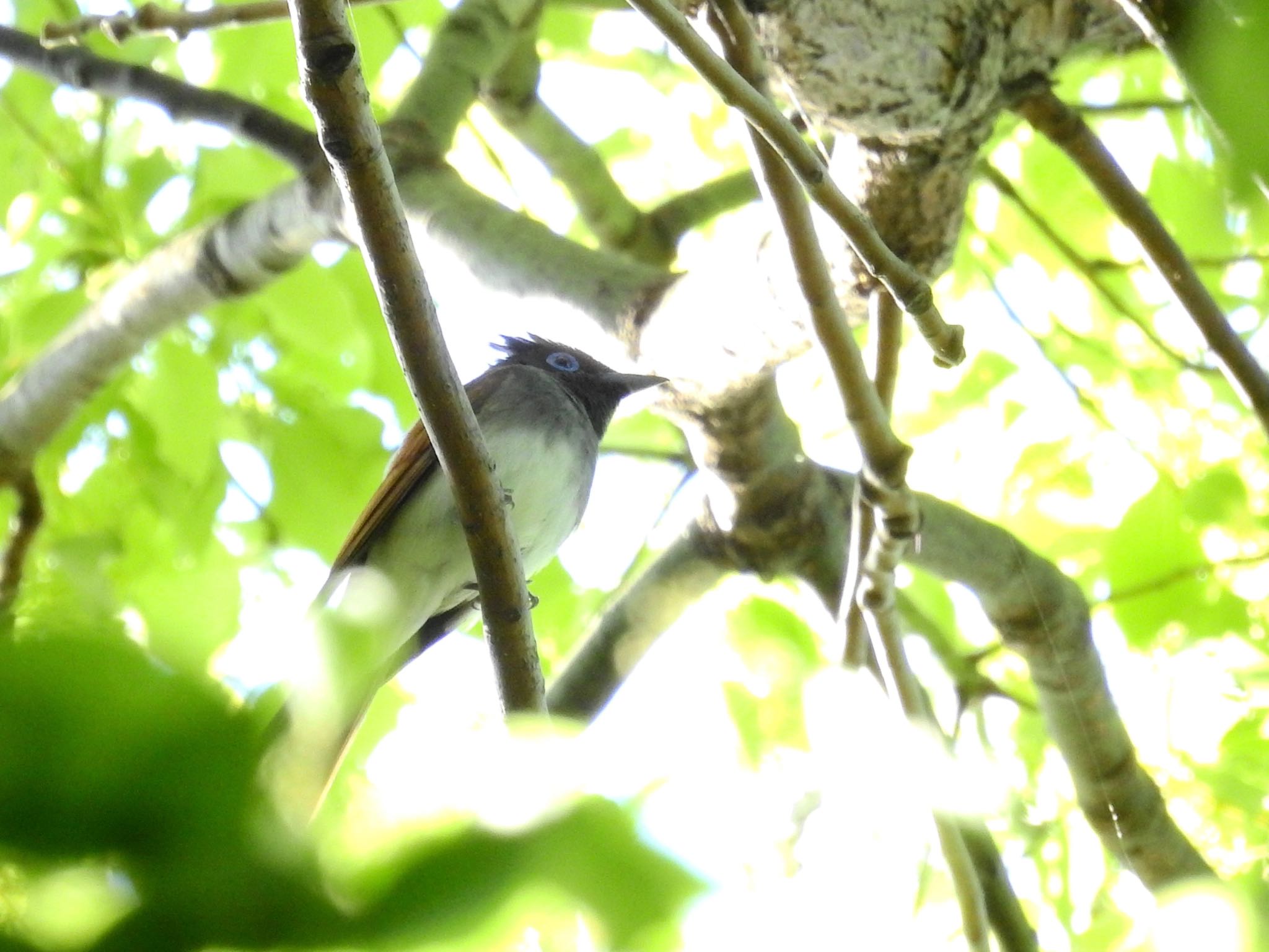 Black Paradise Flycatcher