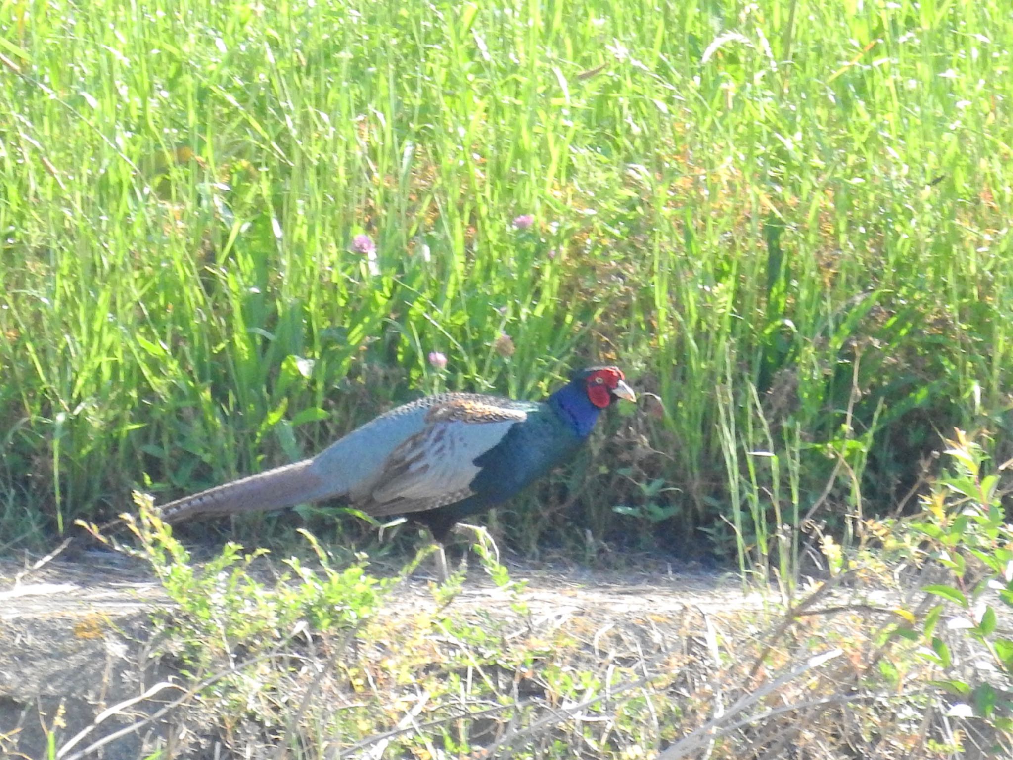 Green Pheasant