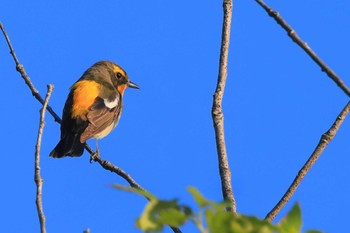 キビタキ 甲山森林公園 2022年5月7日(土)