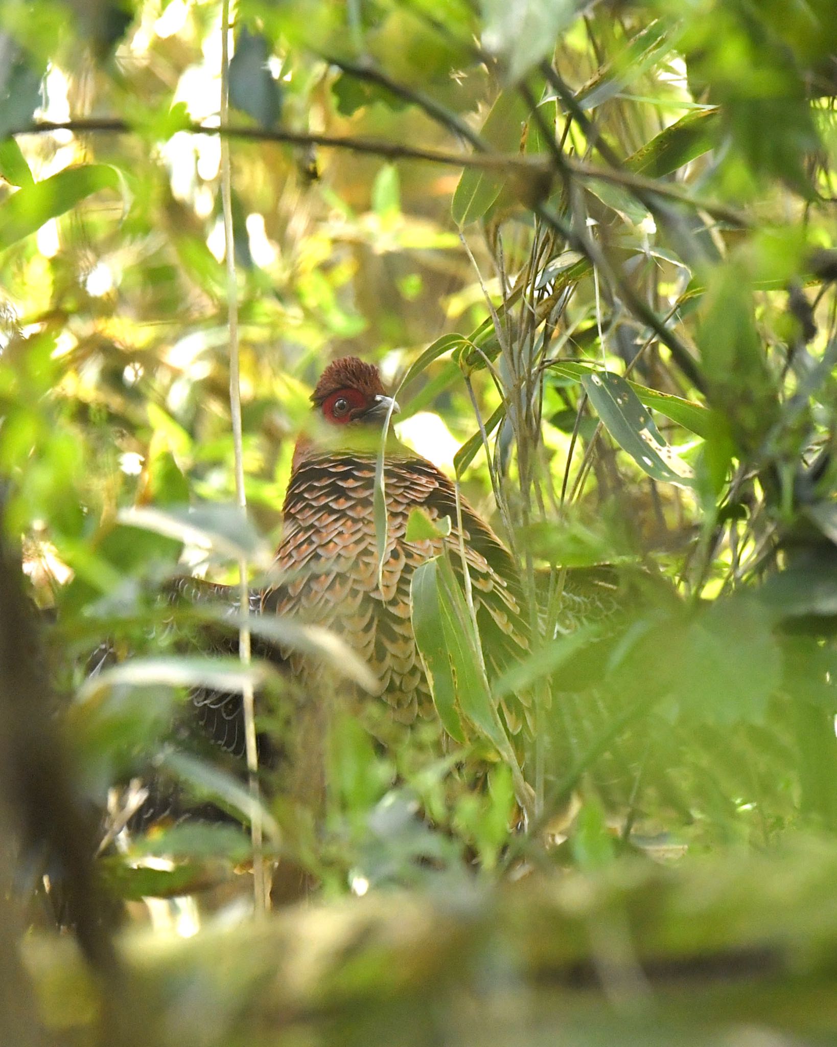 Photo of Copper Pheasant at  by ヨウコ