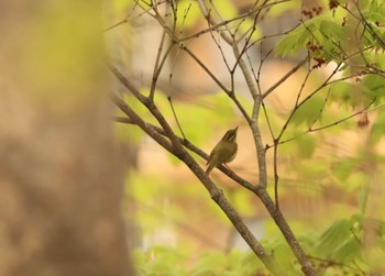 Sat, 5/7/2022 Birding report at 月寒公園