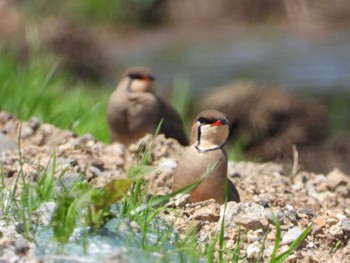 2022年5月2日(月) 三重県の野鳥観察記録