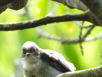 Tue, 5/3/2022 Birding report at 月見の森(岐阜県)