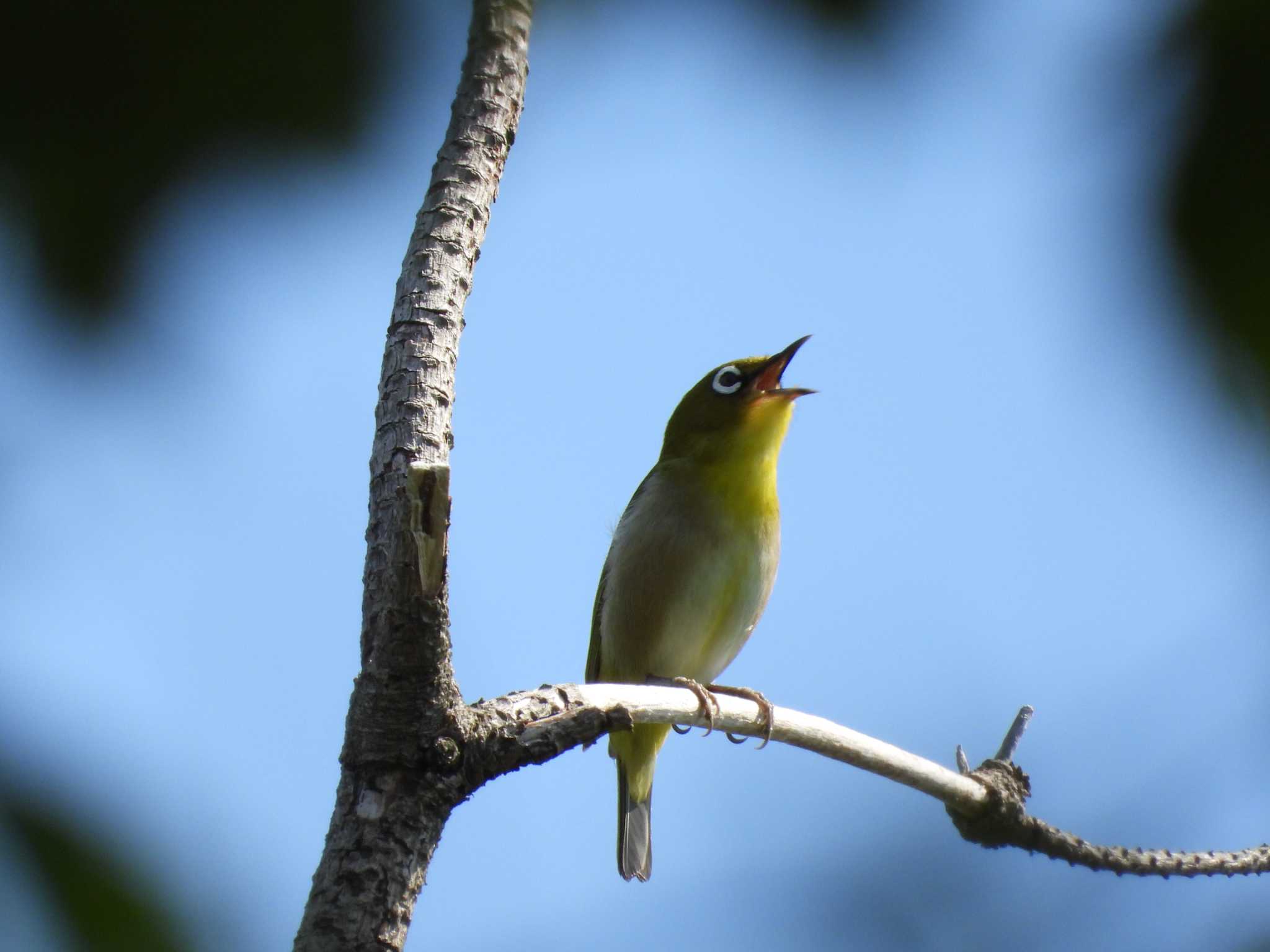 Warbling White-eye