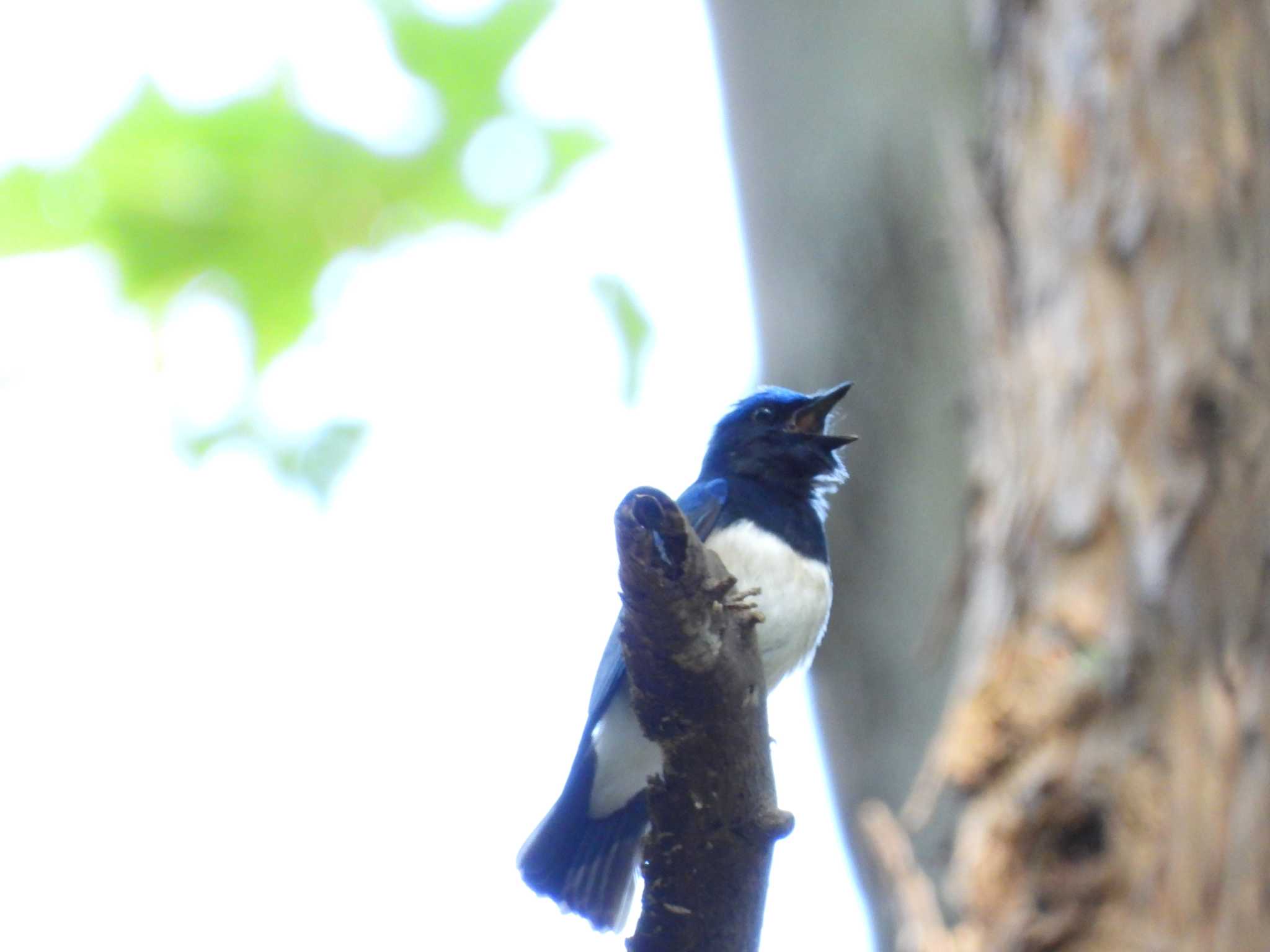 Blue-and-white Flycatcher