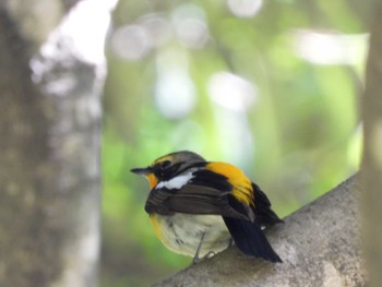 Narcissus Flycatcher 月見の森(岐阜県) Tue, 5/3/2022