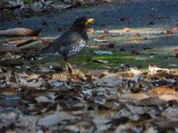 Japanese Thrush 小笠山 Sat, 5/7/2022