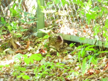 Chinese Bamboo Partridge 小笠山 Sat, 5/7/2022