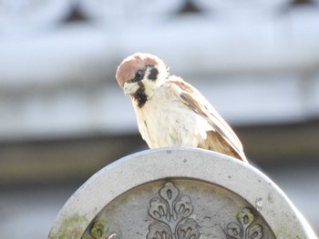 Eurasian Tree Sparrow 墨俣城(岐阜県) Tue, 5/3/2022