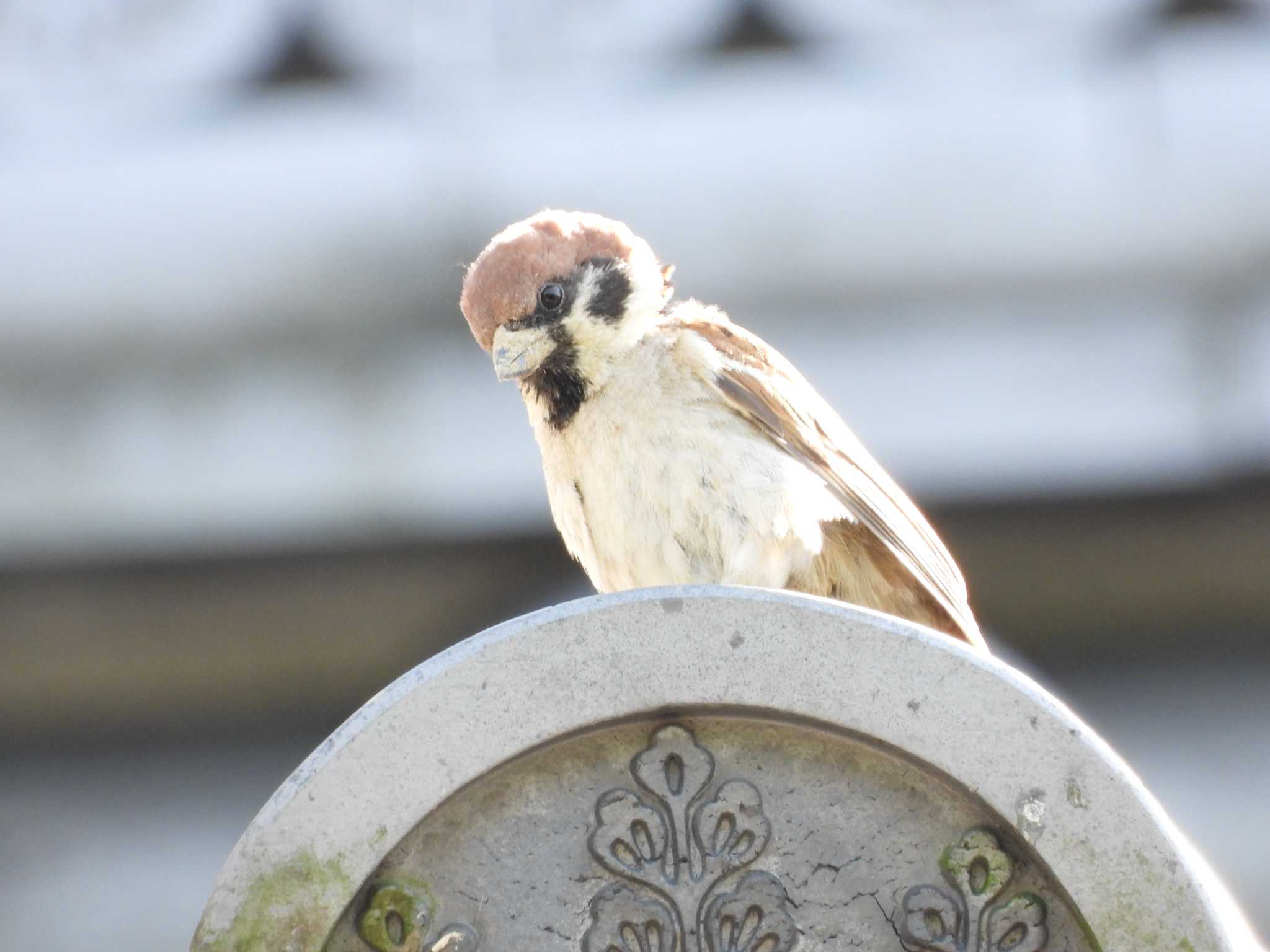 Eurasian Tree Sparrow