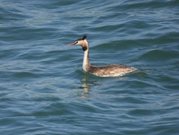 Great Crested Grebe 墨俣城(岐阜県) Tue, 5/3/2022