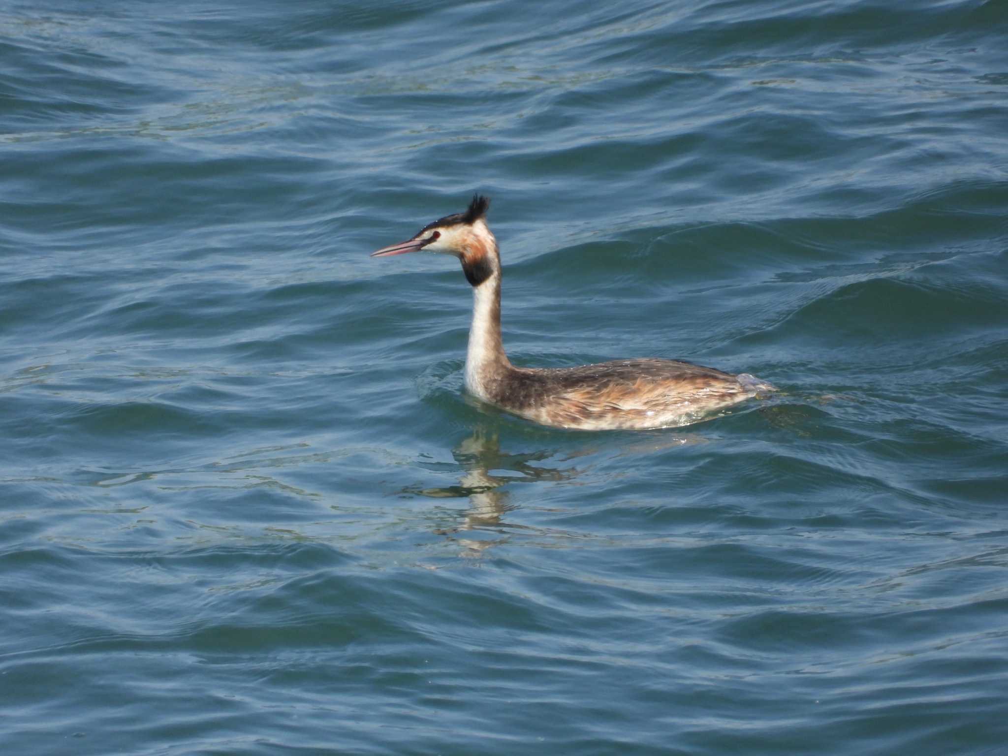 Great Crested Grebe