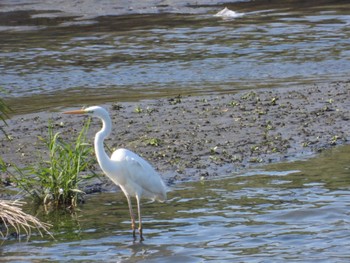 Great Egret 墨俣城(岐阜県) Tue, 5/3/2022