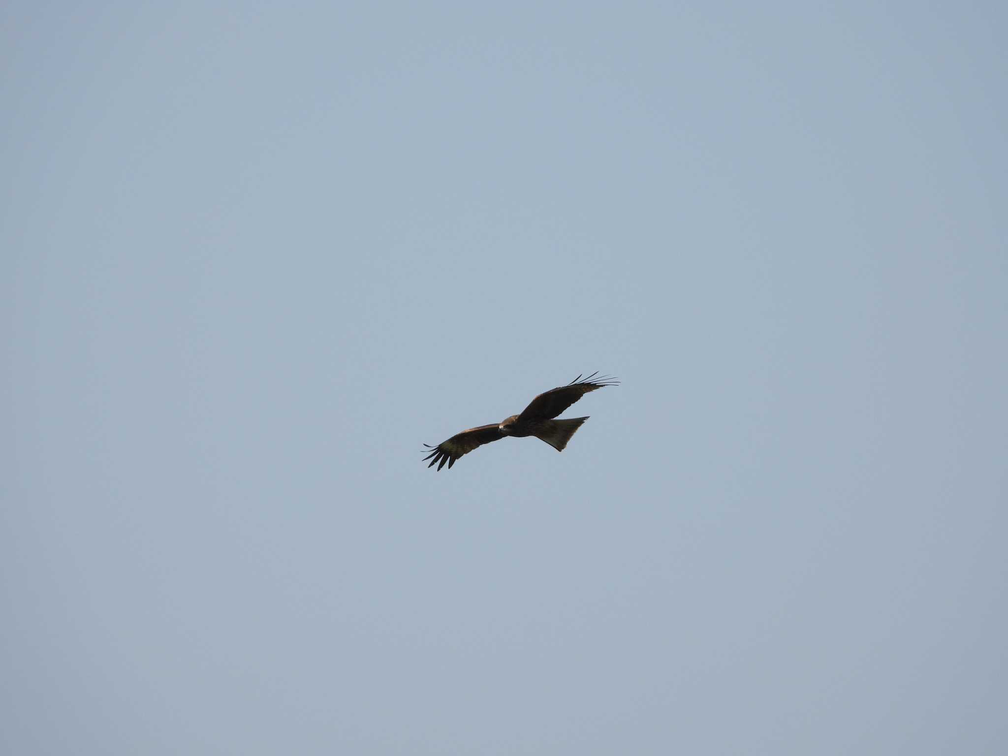 Black Kite