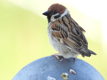 Eurasian Tree Sparrow 墨俣城(岐阜県) Tue, 5/3/2022