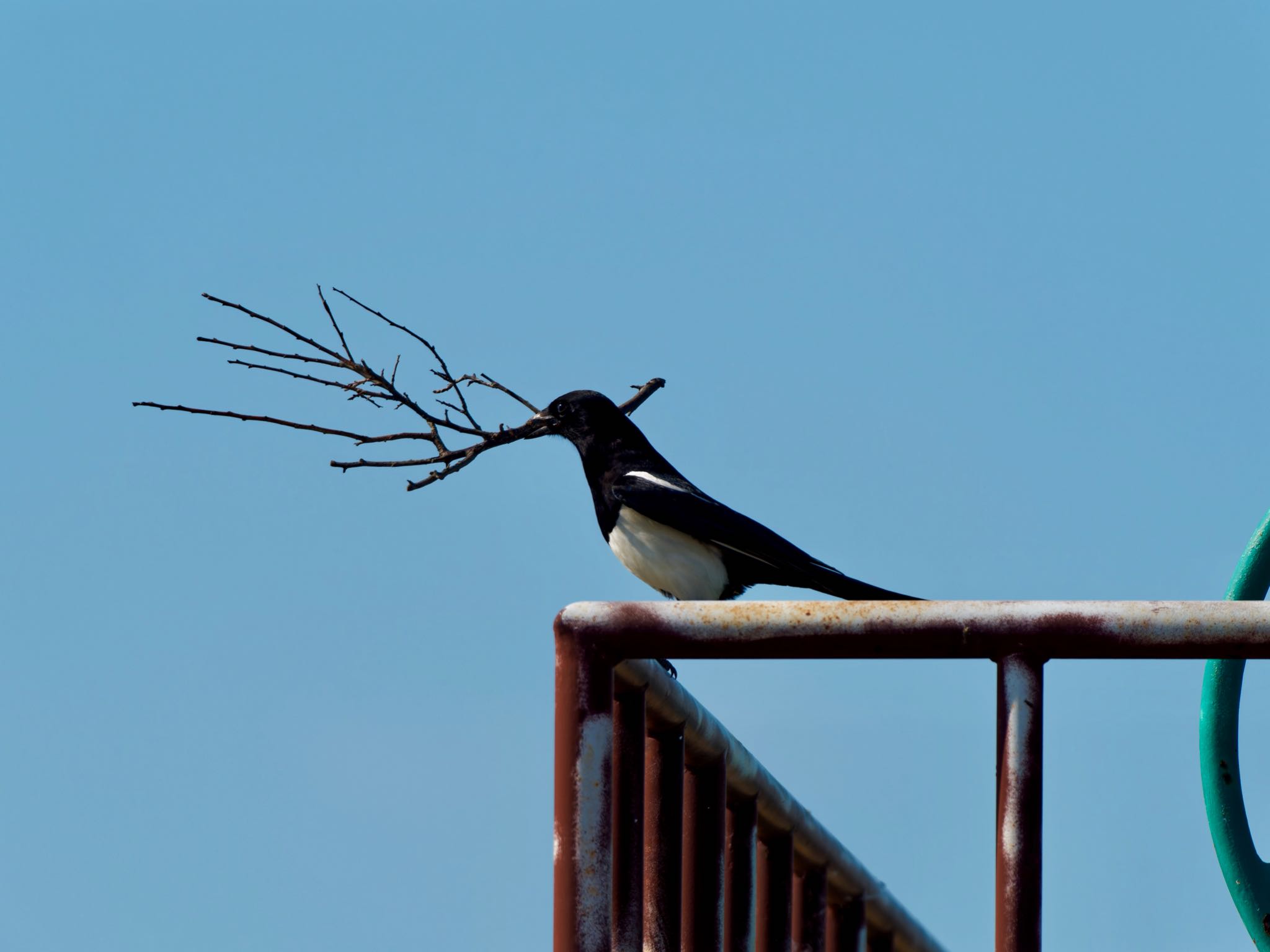 Photo of Eurasian Magpie at 佐賀県佐賀市 by speedgame