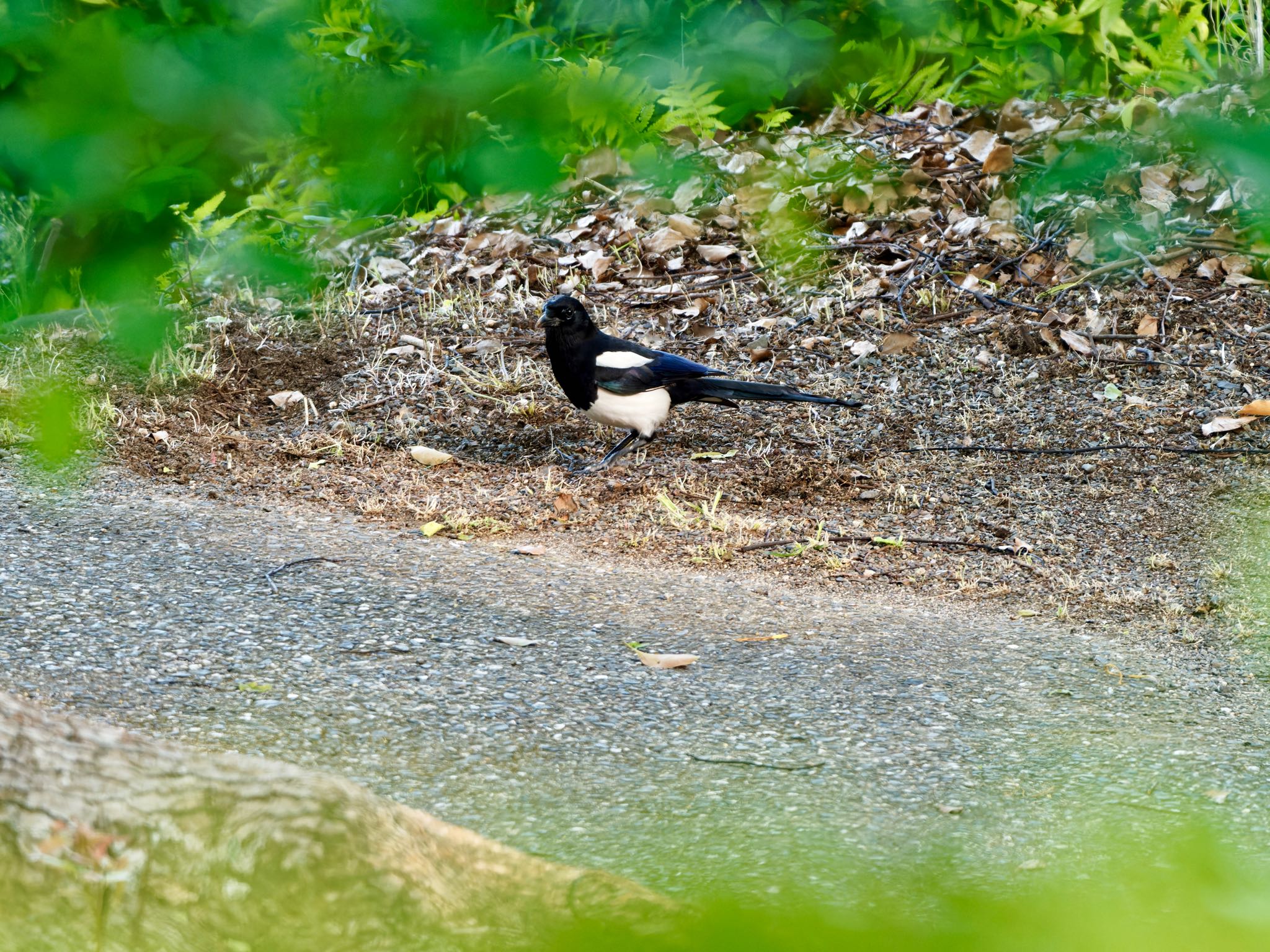 小城公園 カササギの写真 by speedgame