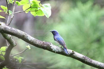 オオルリ 埼玉県県民の森 2022年5月7日(土)