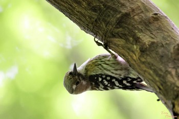 Japanese Pygmy Woodpecker Higashitakane Forest park Sat, 5/7/2022