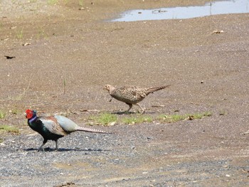 2022年5月4日(水) 見沼たんぼの野鳥観察記録