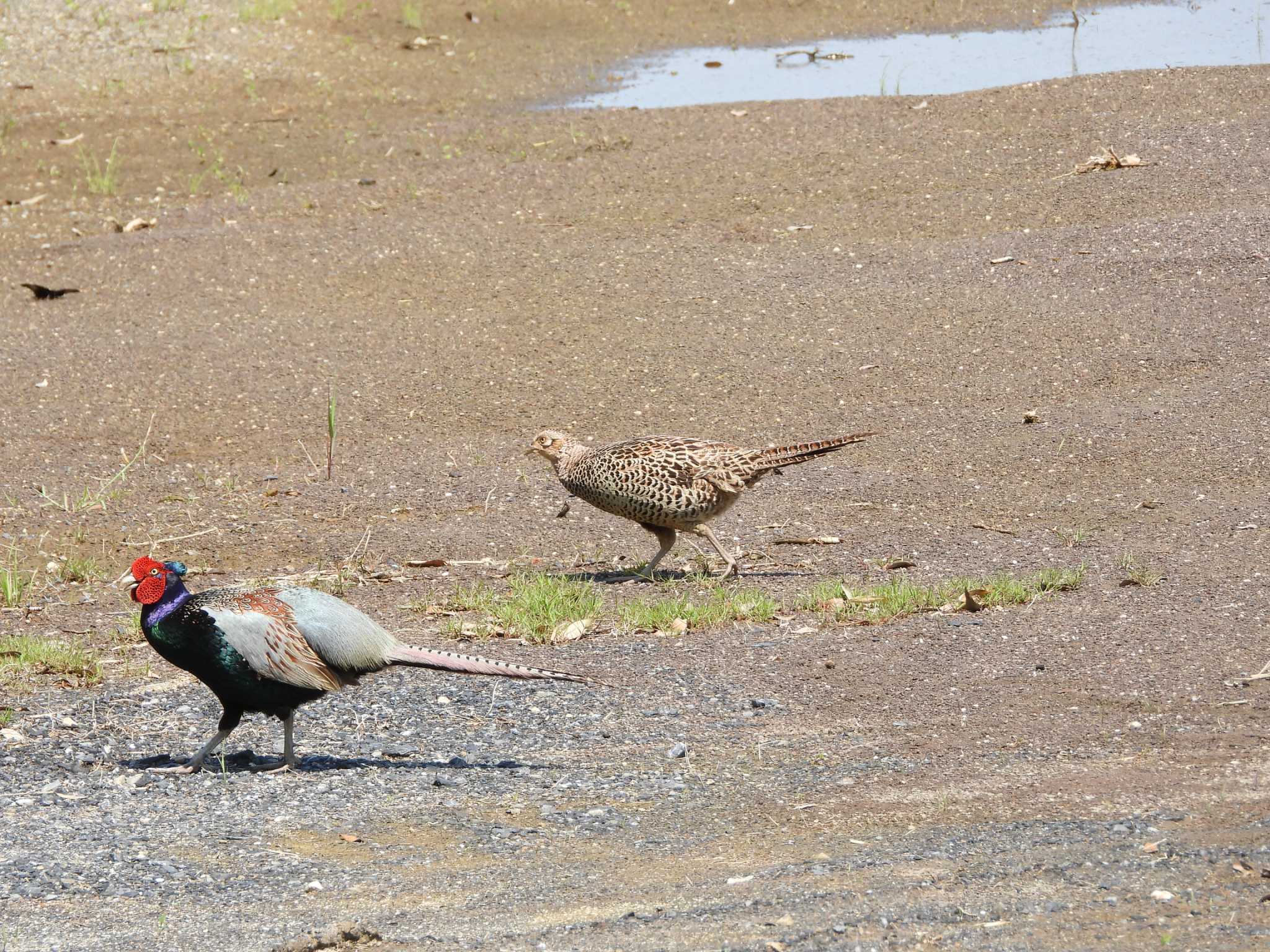 Green Pheasant