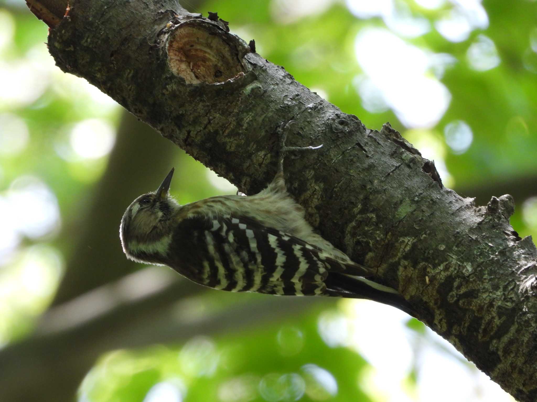 Japanese Pygmy Woodpecker