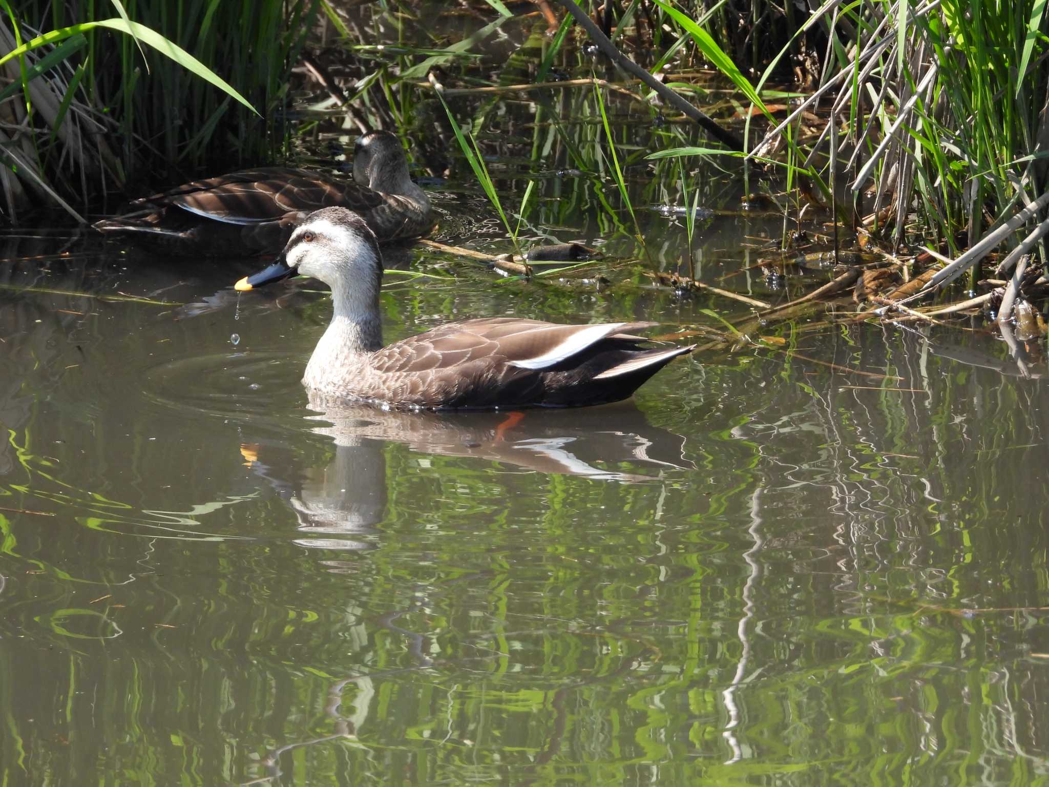 Eastern Spot-billed Duck