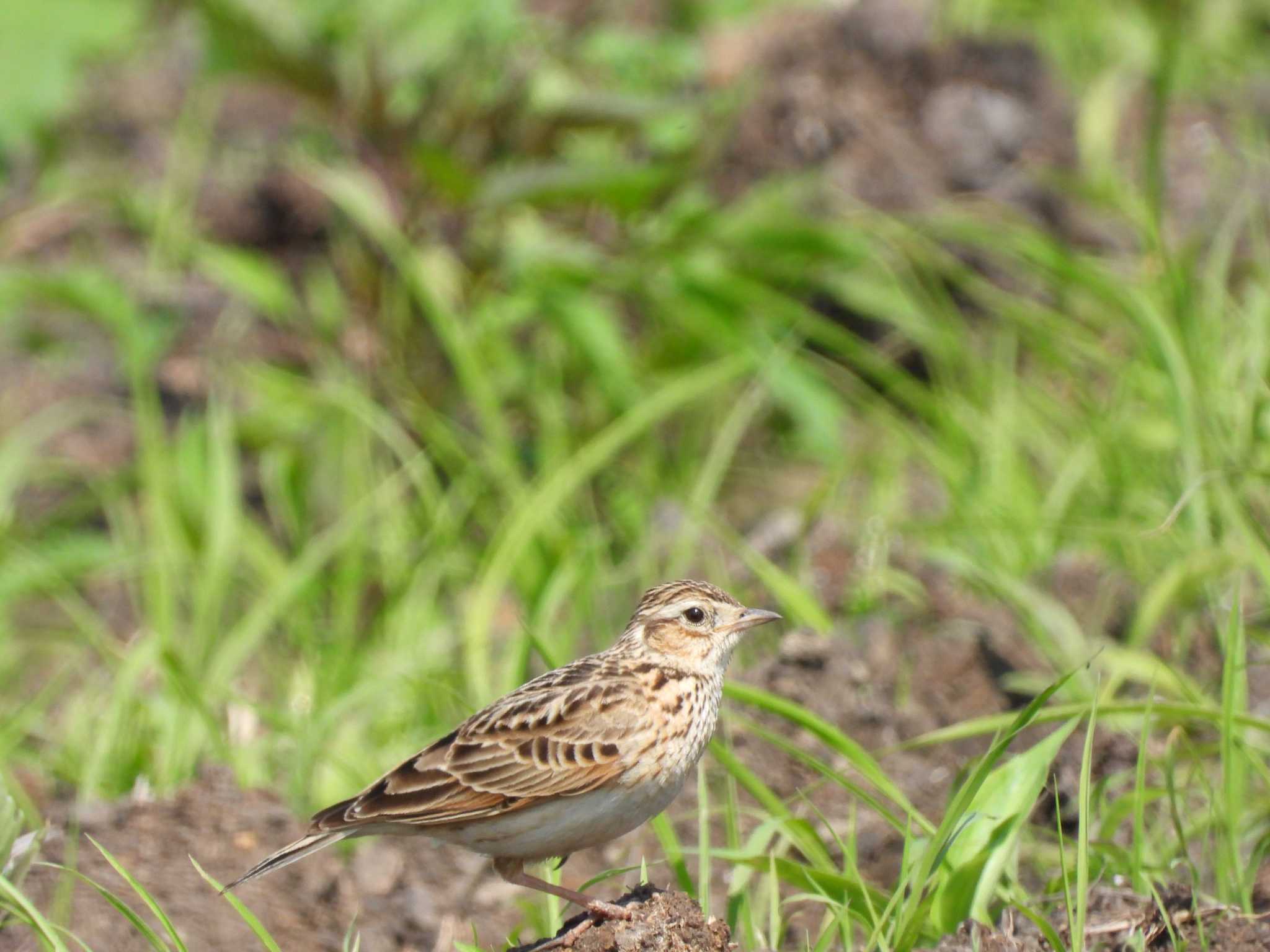 Eurasian Skylark