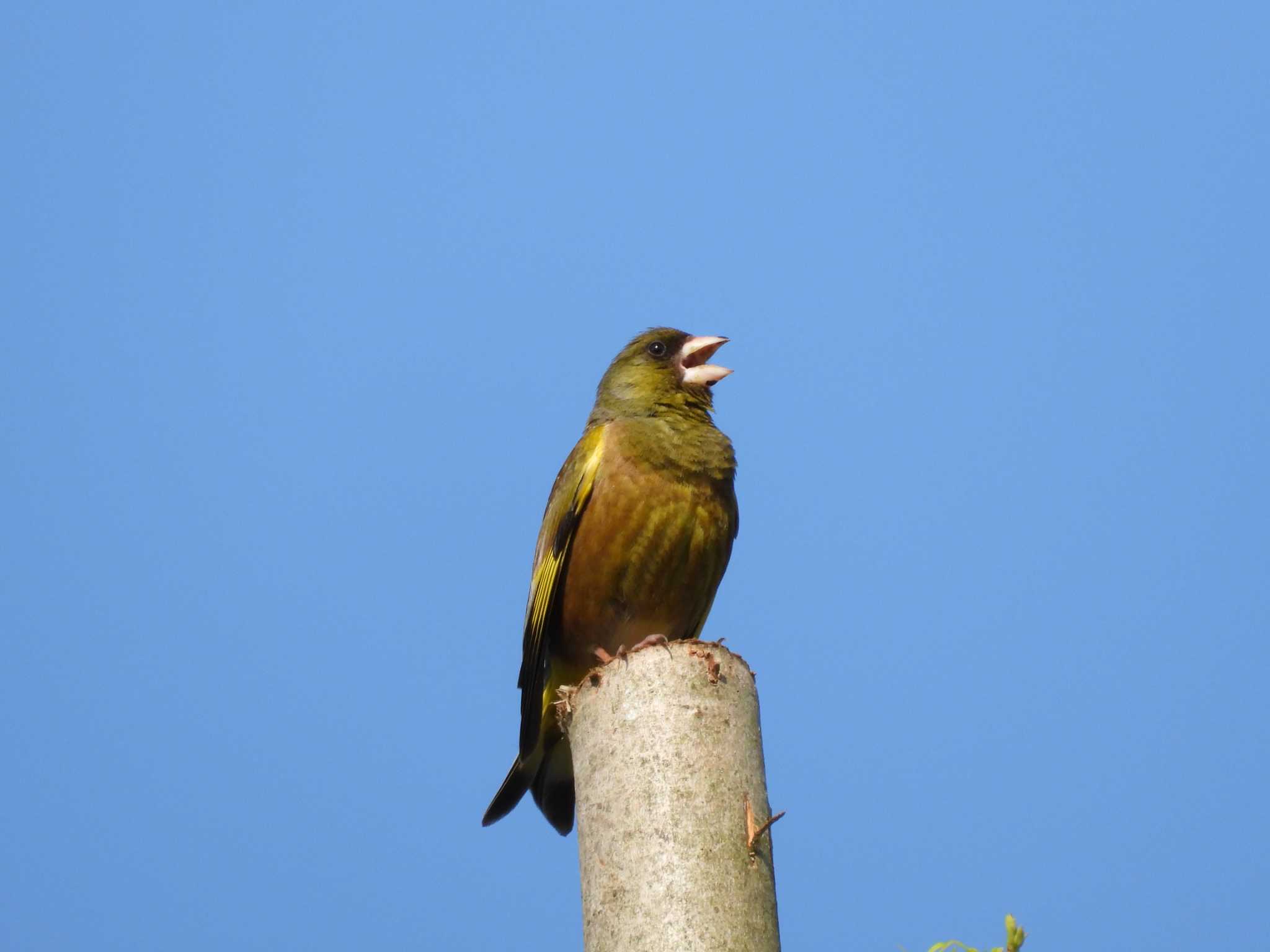 Grey-capped Greenfinch