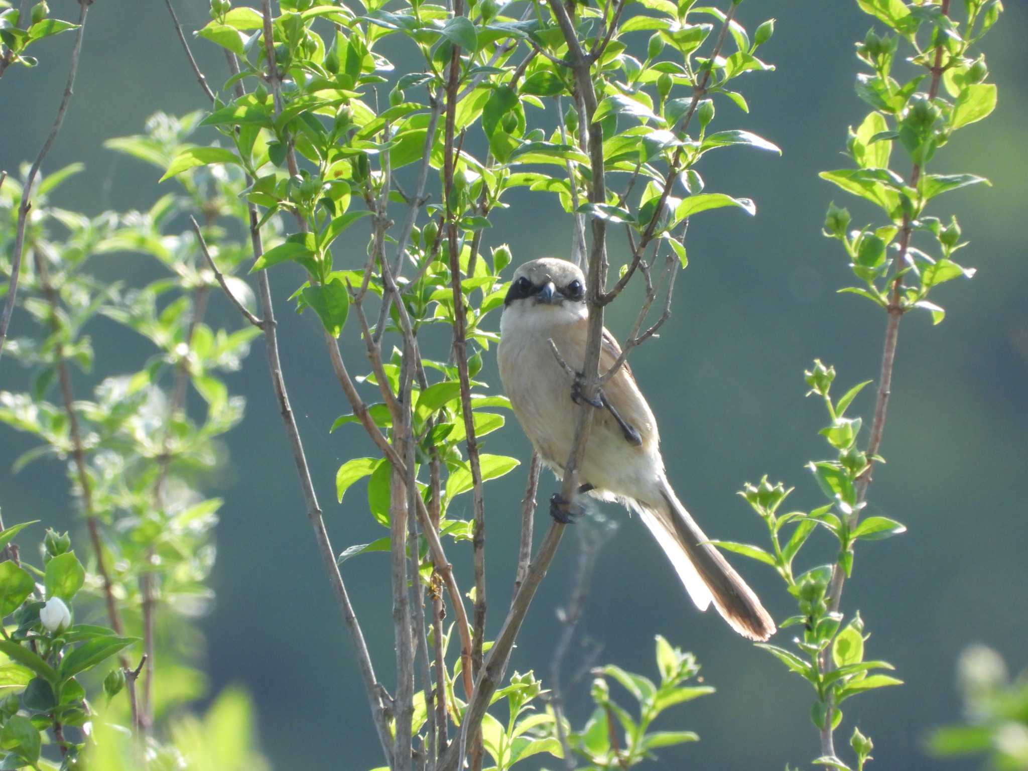 Bull-headed Shrike