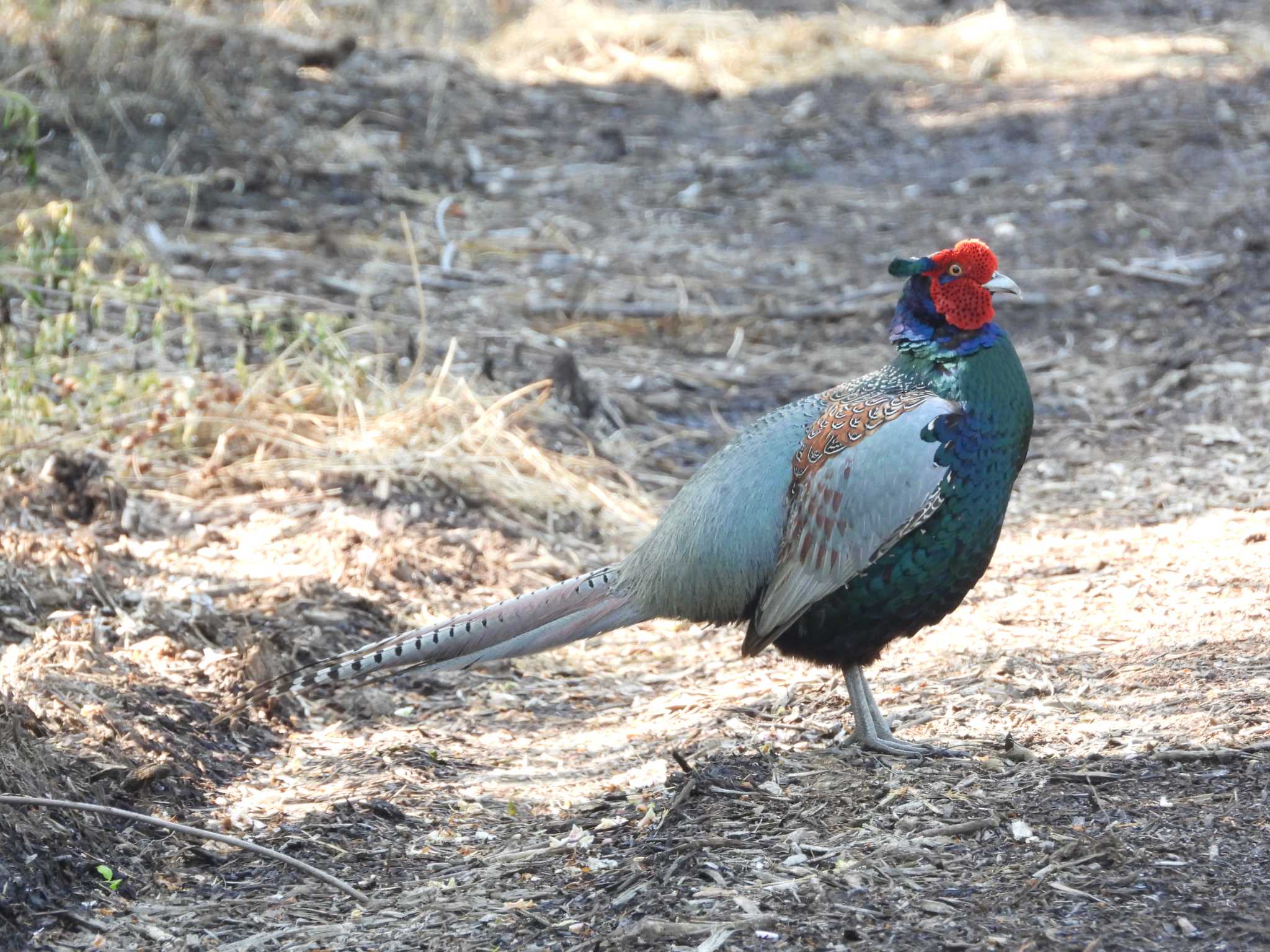 Green Pheasant