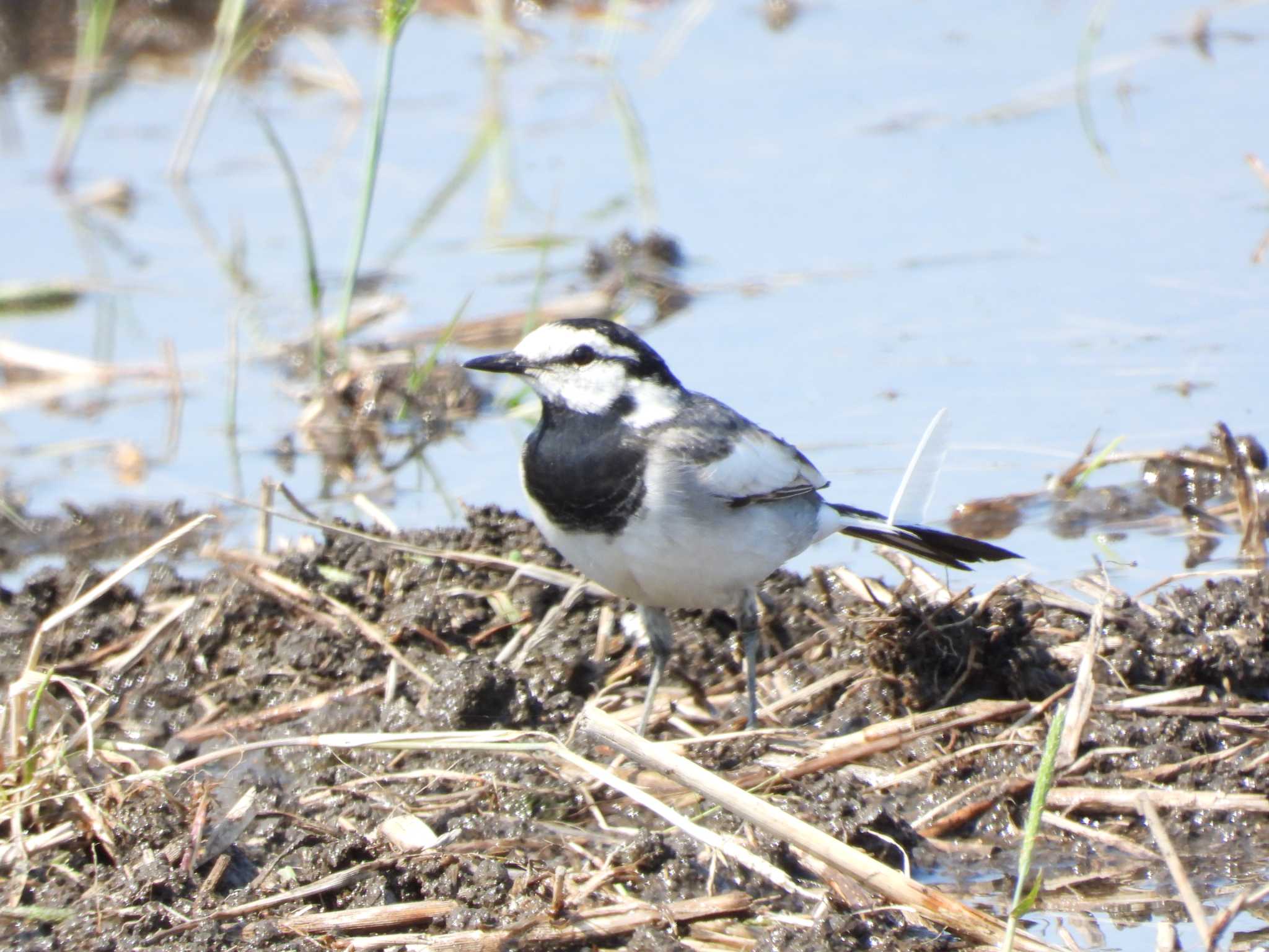 White Wagtail