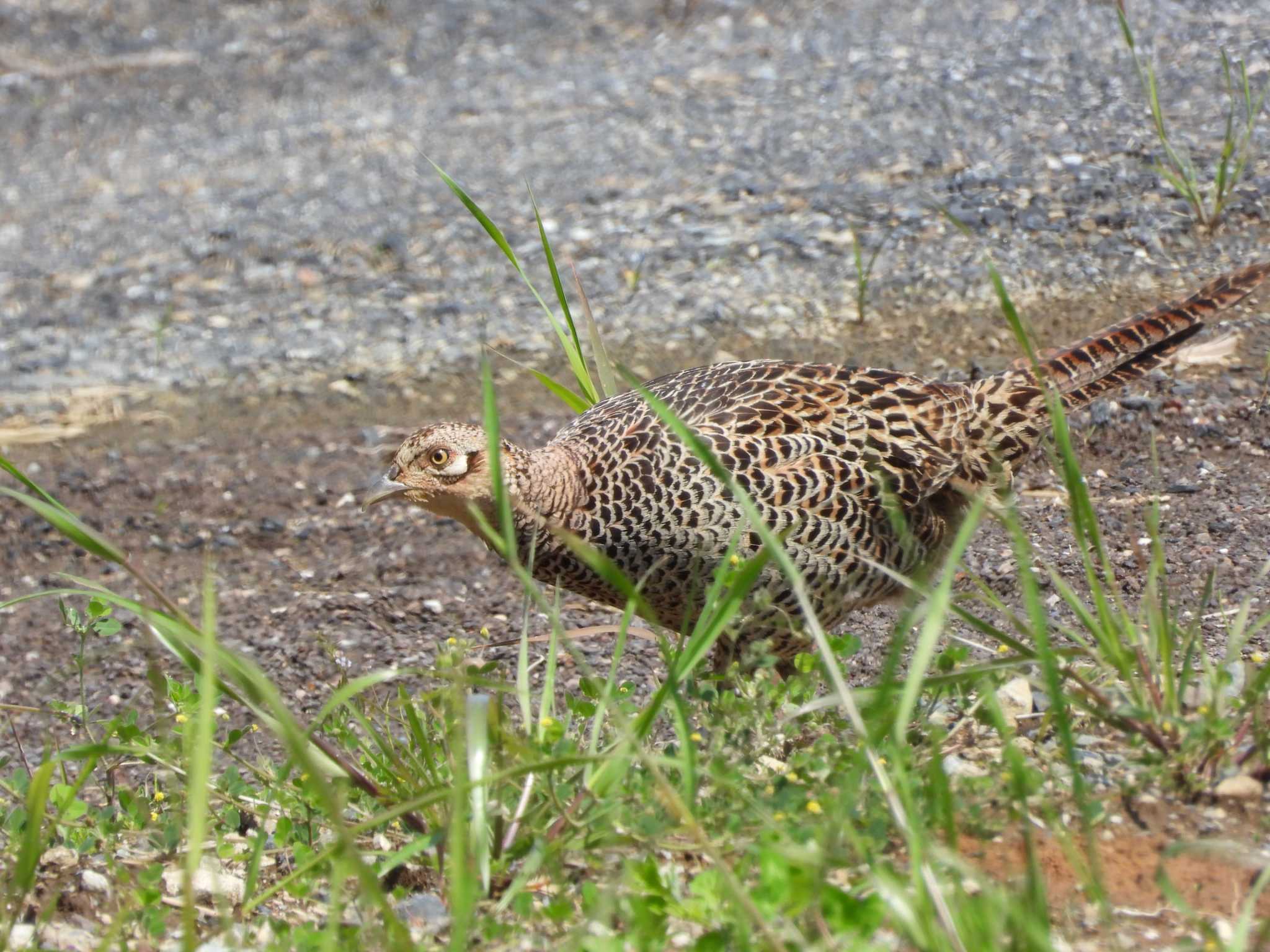 Green Pheasant