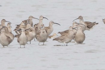 アメリカウズラシギ 大授搦(東与賀干潟) 2022年4月30日(土)