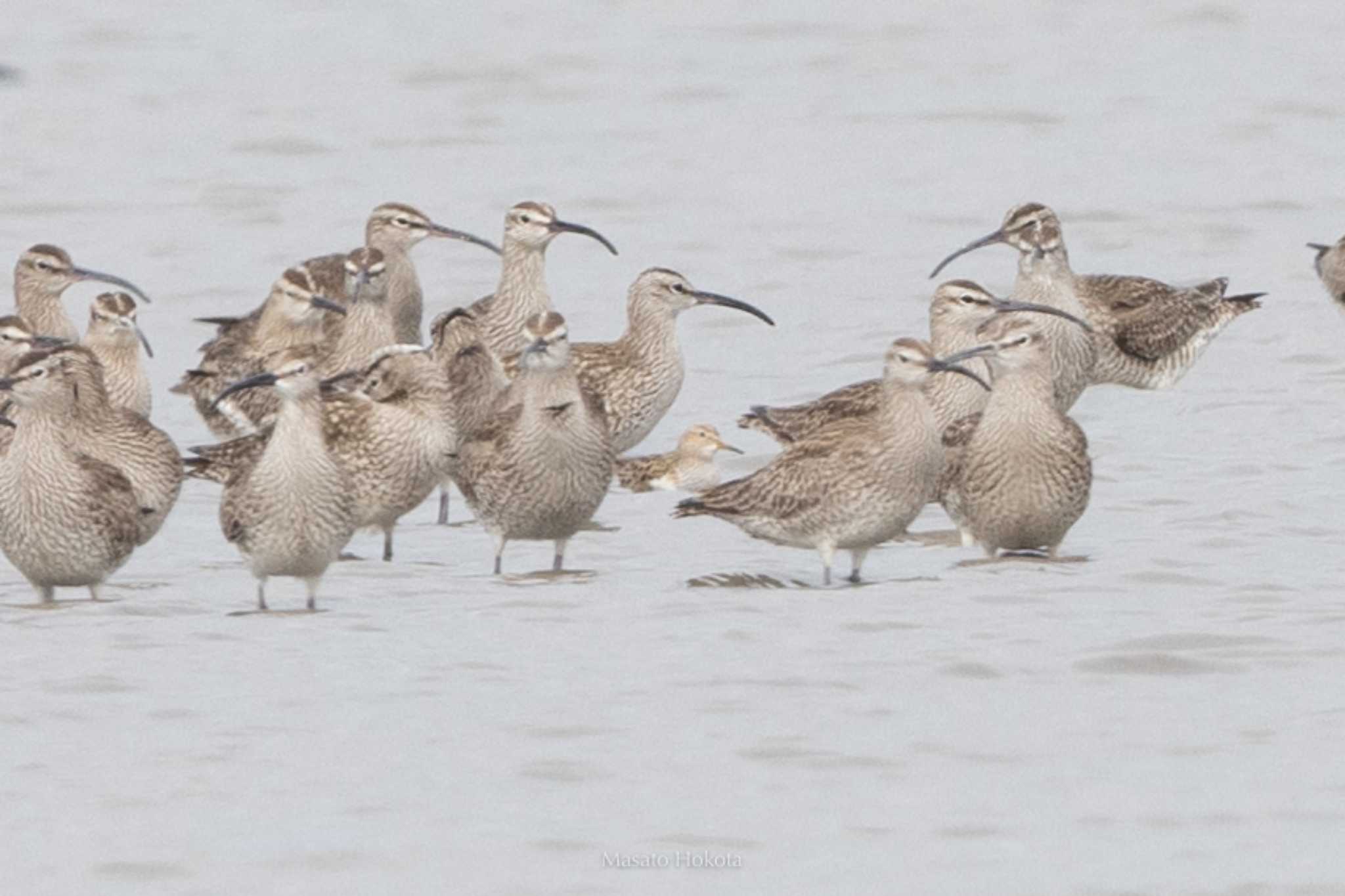 Photo of Pectoral Sandpiper at Daijugarami Higashiyoka Coast by Trio