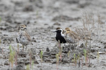 Pacific Golden Plover Daijugarami Higashiyoka Coast Sat, 4/30/2022