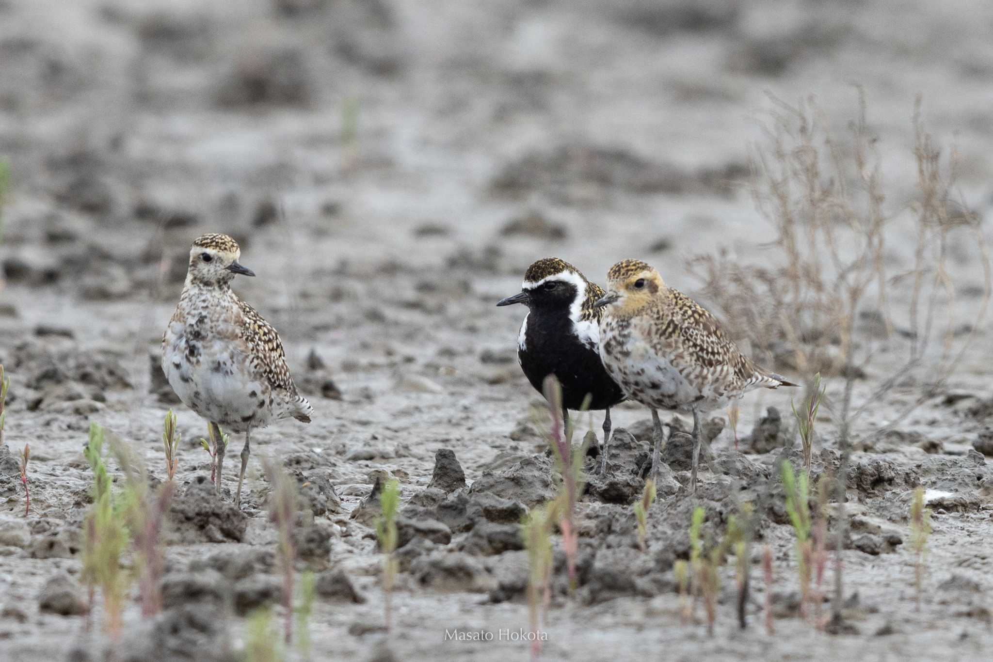 Photo of Pacific Golden Plover at Daijugarami Higashiyoka Coast by Trio