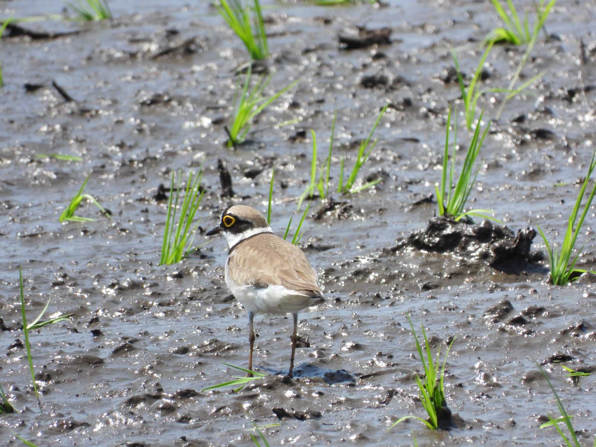 Little Ringed Plover