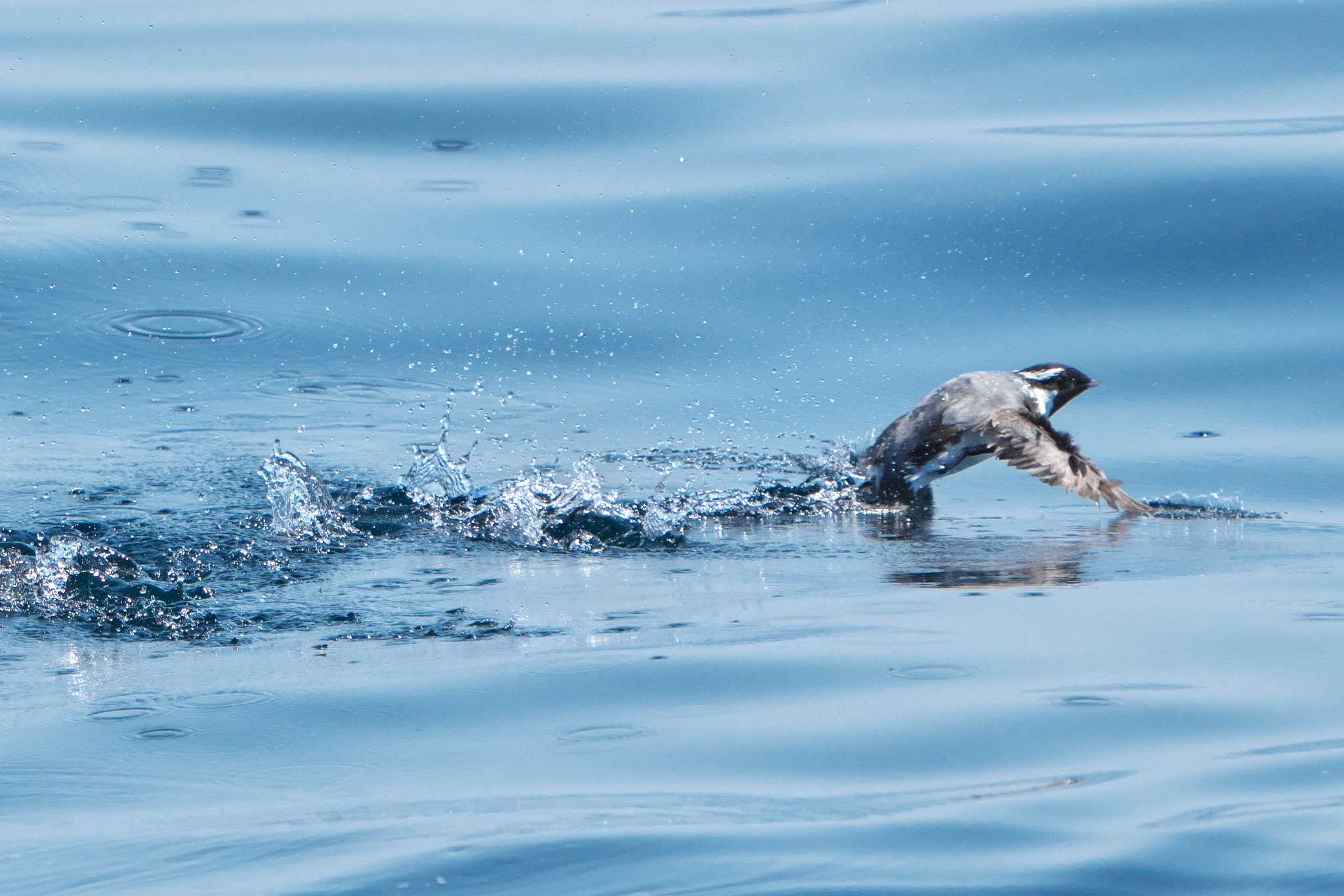 Japanese Murrelet