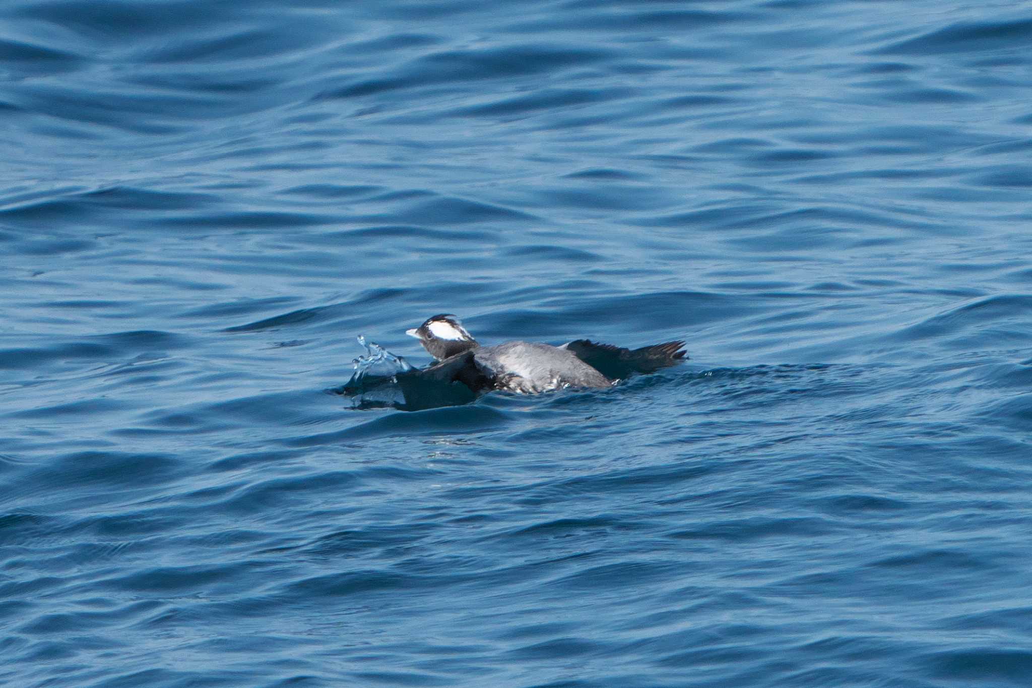 Japanese Murrelet