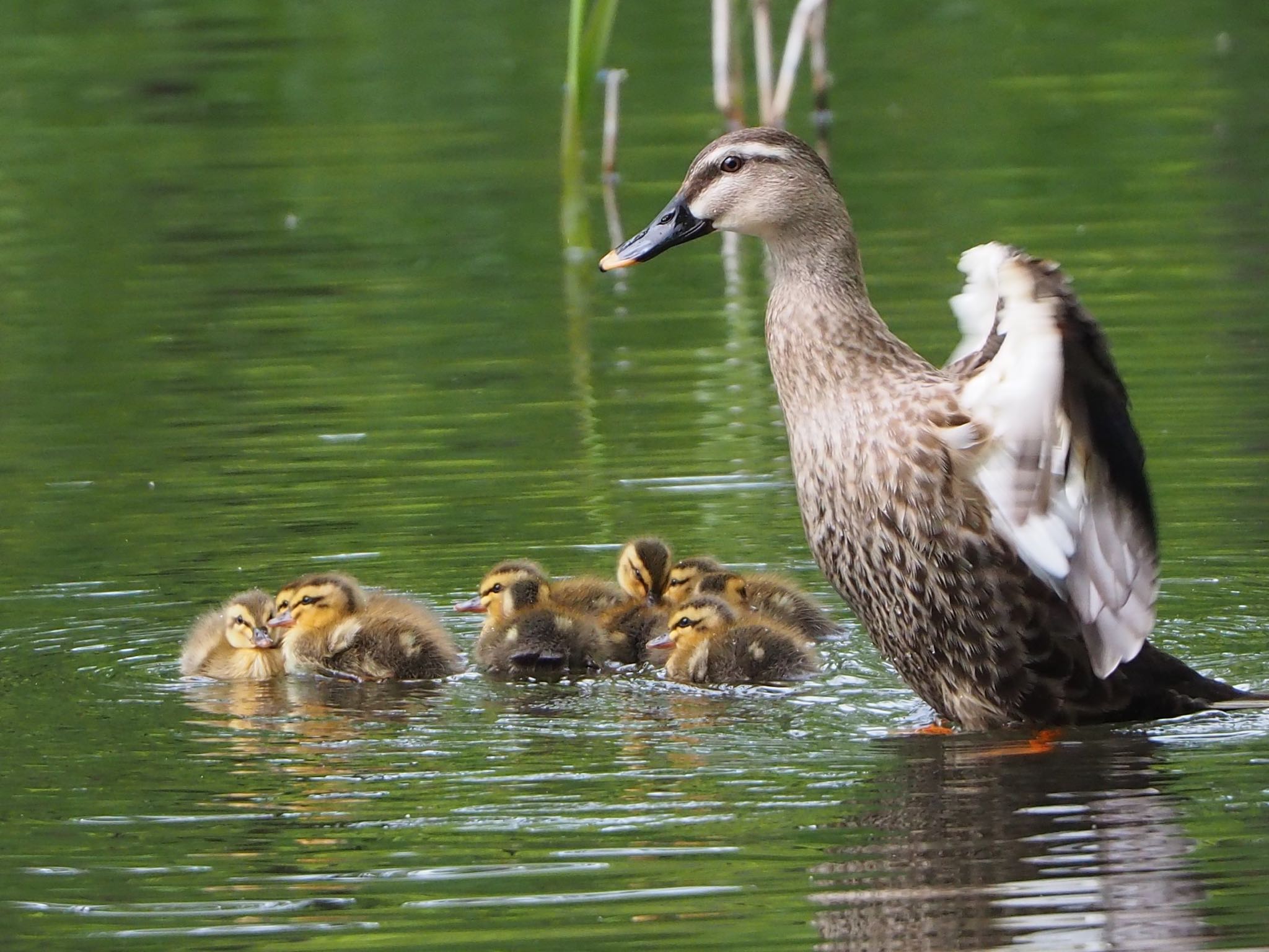 Eastern Spot-billed Duck