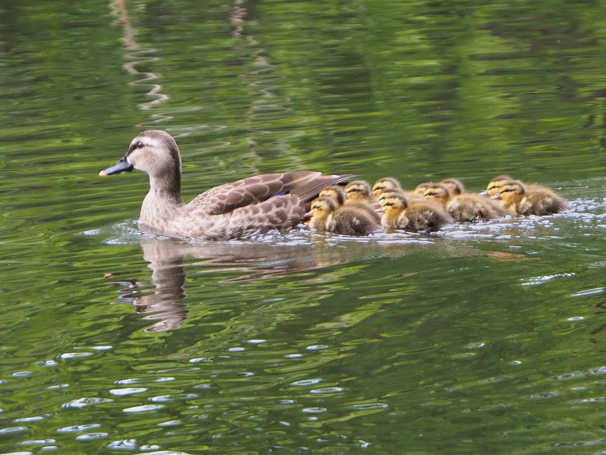 Eastern Spot-billed Duck