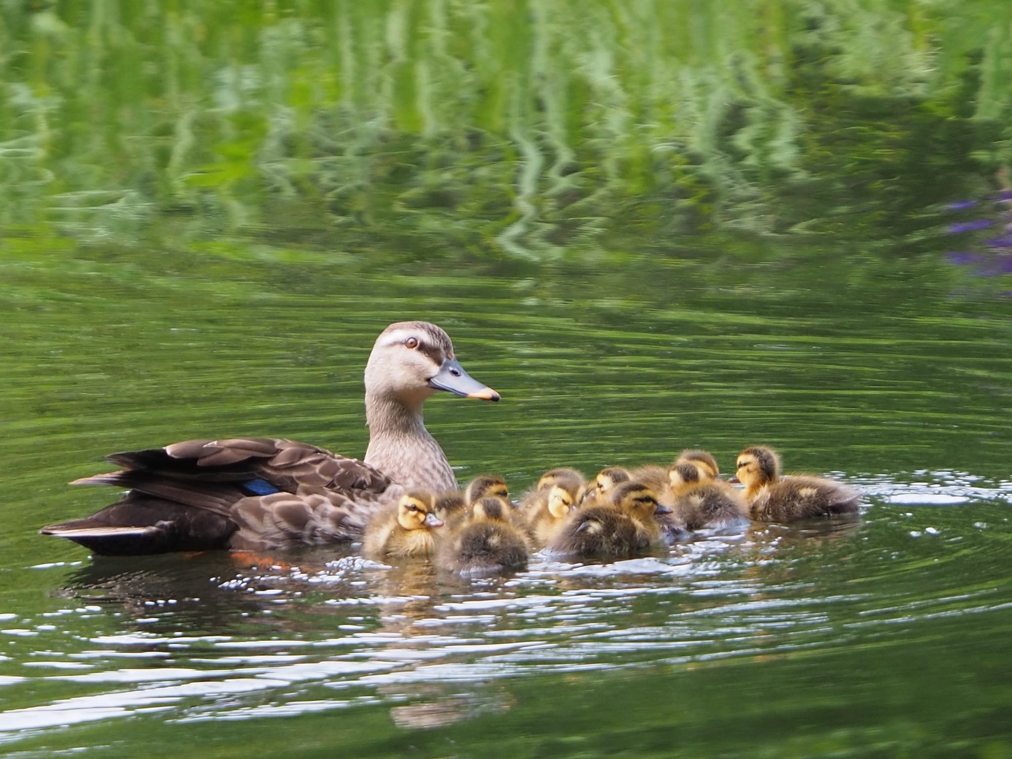 Photo of Eastern Spot-billed Duck at 都内 by mk623